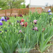 Location: My garden in KentuckyDate: 2010-05-01