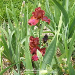 Location: My garden in Kentucky
Date: 2010-05-11
First year bloom.