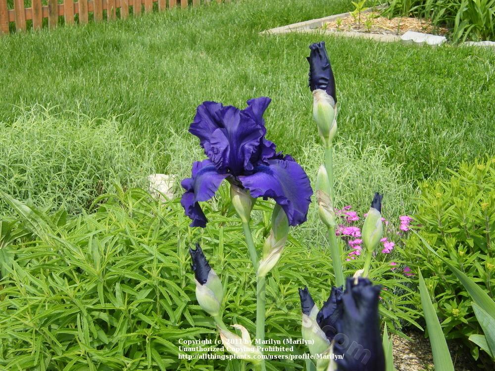 Photo of Tall Bearded Iris (Iris 'Dusky Challenger') uploaded by Marilyn