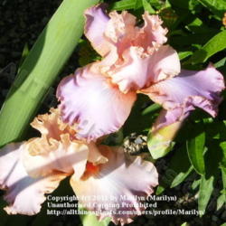 Location: My garden in Kentucky
Date: 2010-05-25
First year bloom.