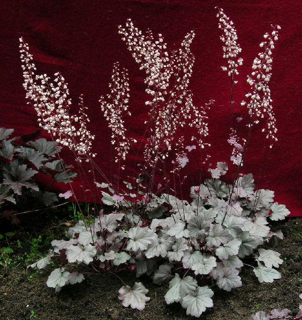 Photo of Coral Bells (Heuchera 'Stainless Steel') uploaded by NJBob