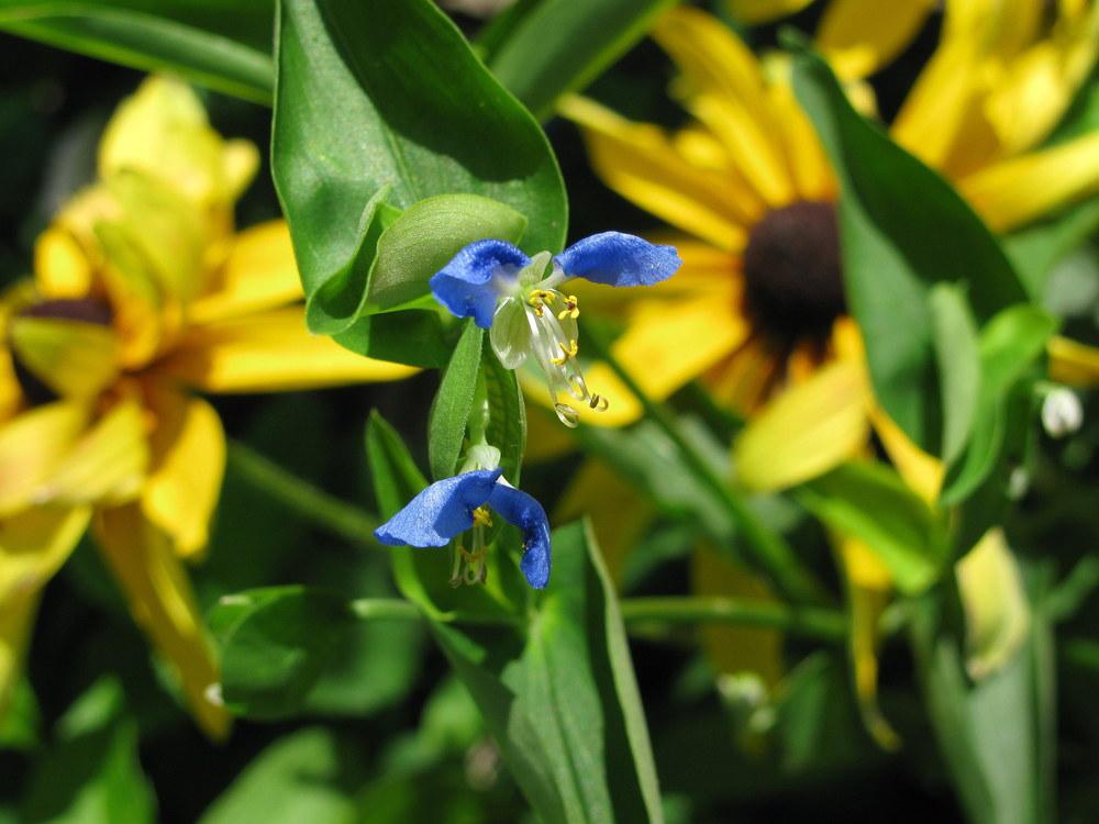 Photo of Asiatic Dayflower (Commelina communis) uploaded by jmorth