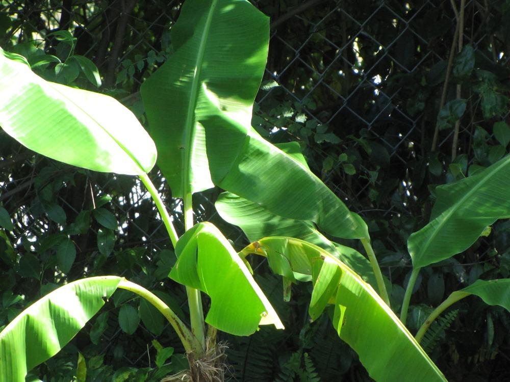 Photo of Banana (Musa acuminata) uploaded by plantladylin