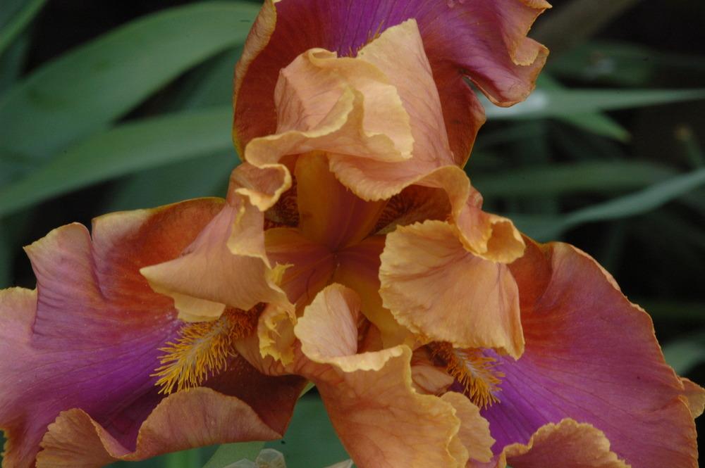 Photo of Tall Bearded Iris (Iris 'Pheasant Feathers') uploaded by sheryl