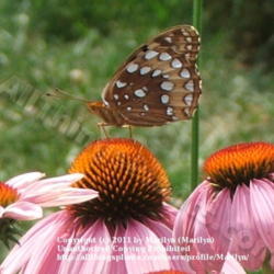 Location: My garden in Kentucky
Date: 2006-07-10
#Pollination