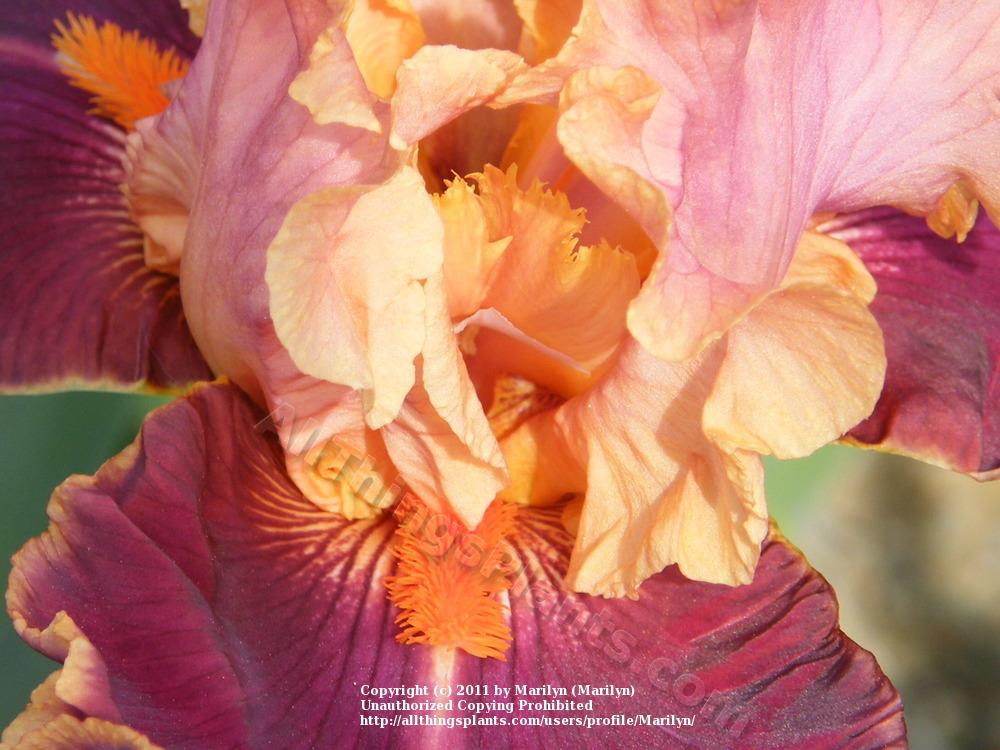 Photo of Tall Bearded Iris (Iris 'Impressionist') uploaded by Marilyn