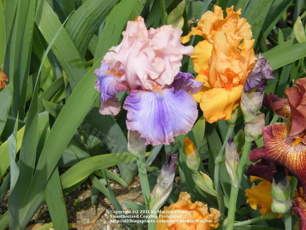 Photo of Tall Bearded Iris (Iris 'Florentine Silk') uploaded by Marilyn