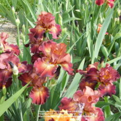 Location: My garden in Kentucky
Date: 2010-05-07
First year bloom.