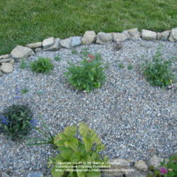 Location: My garden in Kentucky
Date: 2008-06-02
Bottom middle of the photo. Flowers are done blooming.