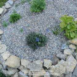 Location: My garden in Kentucky
Date: 2008-06-02
Right central of the photo next to the rocks. Flowers are done bl