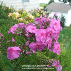 Location: My garden in Kentucky
Date: 2006-07-13