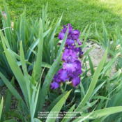 Location: My garden in KentuckyDate: 2010-05-24First year bloom.