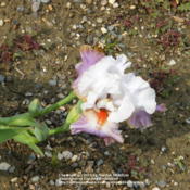 Location: My garden in KentuckyDate: 2010-05-11A seedling of Margie Valenzuela. First year's bloom