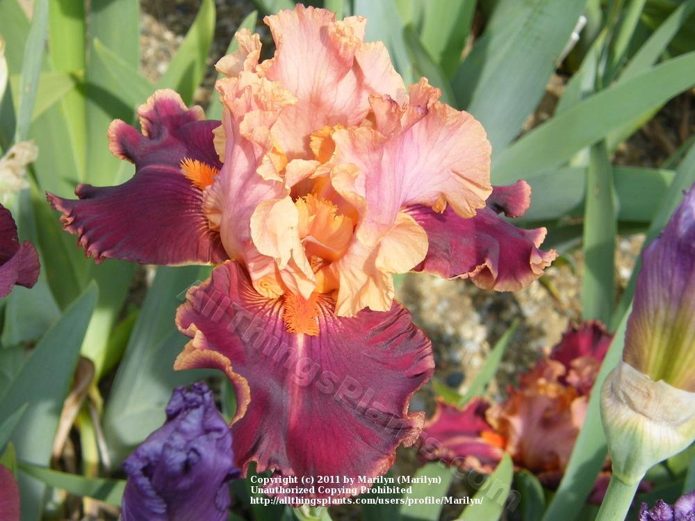 Photo of Tall Bearded Iris (Iris 'Impressionist') uploaded by Marilyn