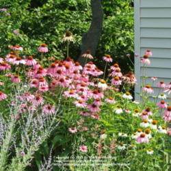 Location: My garden in Kentucky
Date: 2006-07-07