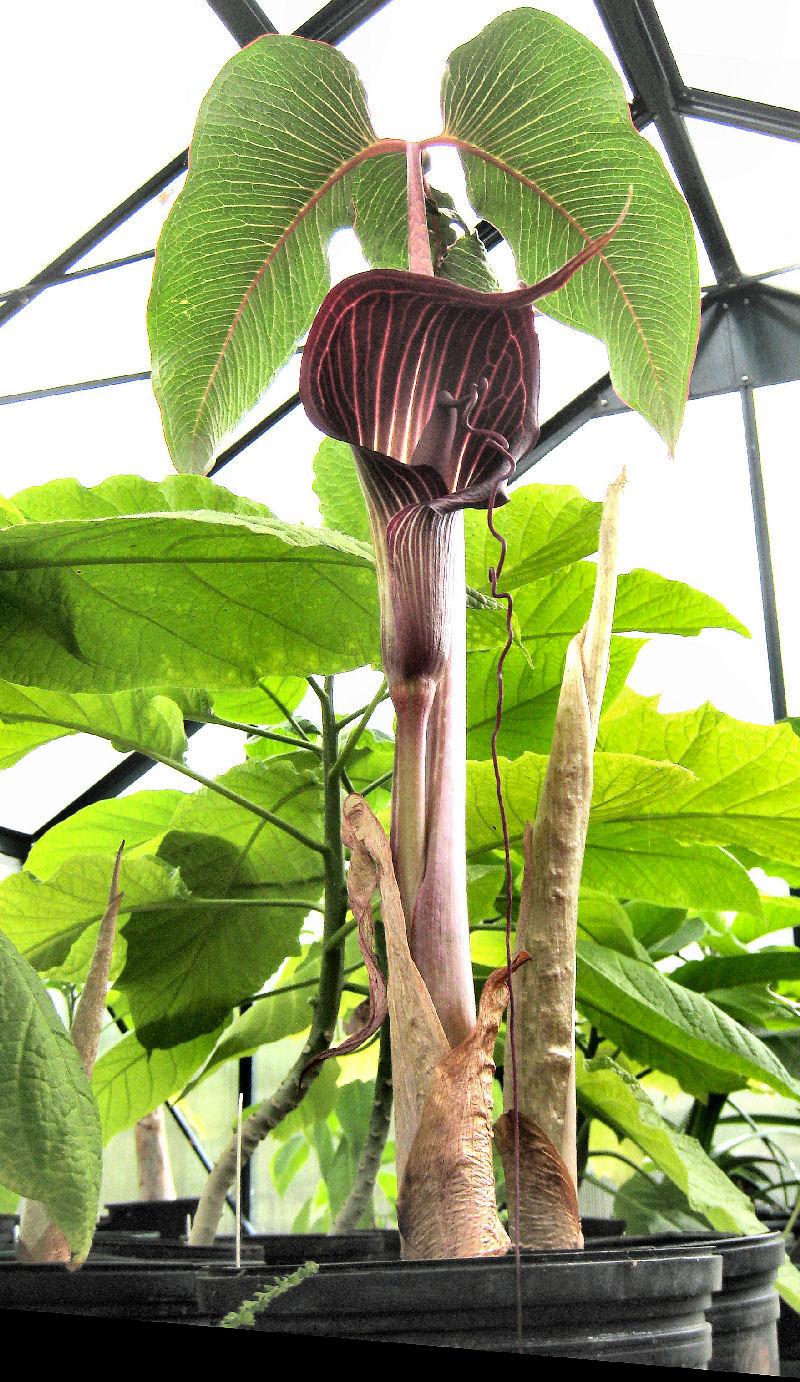 Photo of Cobra Lily (Arisaema speciosum) uploaded by Strever