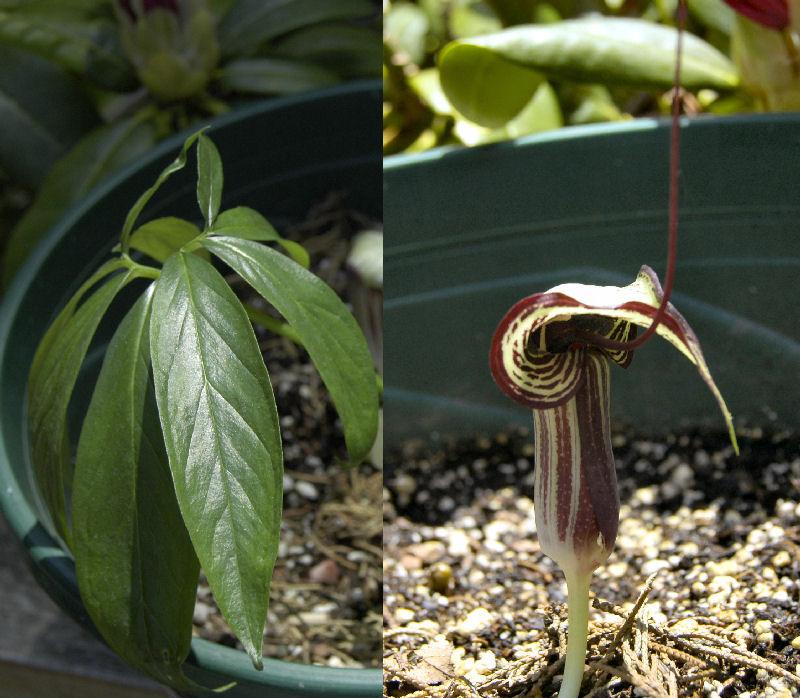 Photo of Japanese Cobra Lily (Arisaema kiushianum) uploaded by Strever