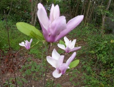 Photo of Saucer Magnolia (Magnolia x soulangeana) uploaded by hementia
