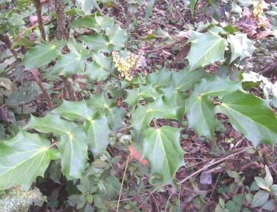 Photo of Oregon Grape (Mahonia aquifolium) uploaded by hementia