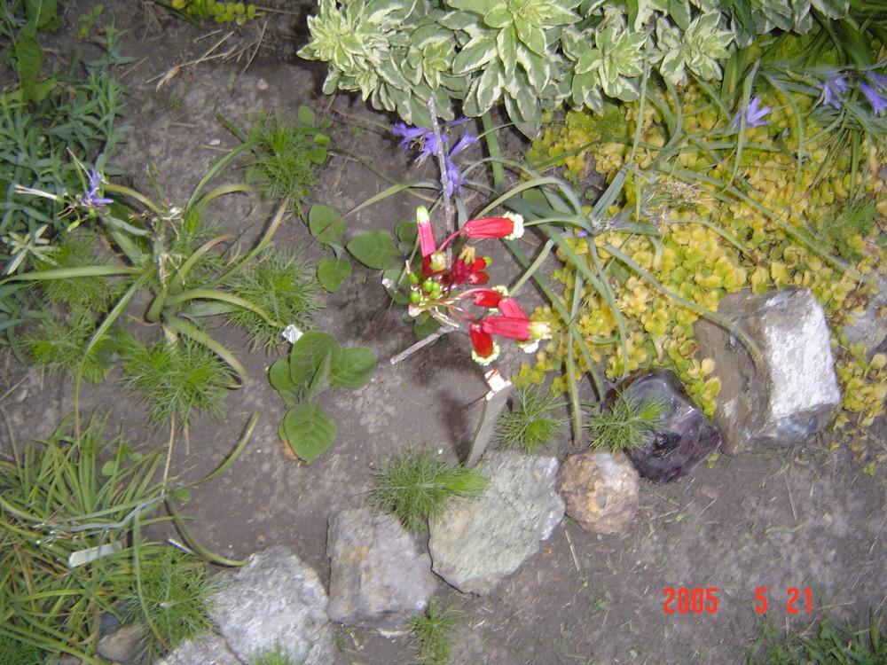 Photo of Firecracker Flower (Dichelostemma ida-maia) uploaded by jmorth