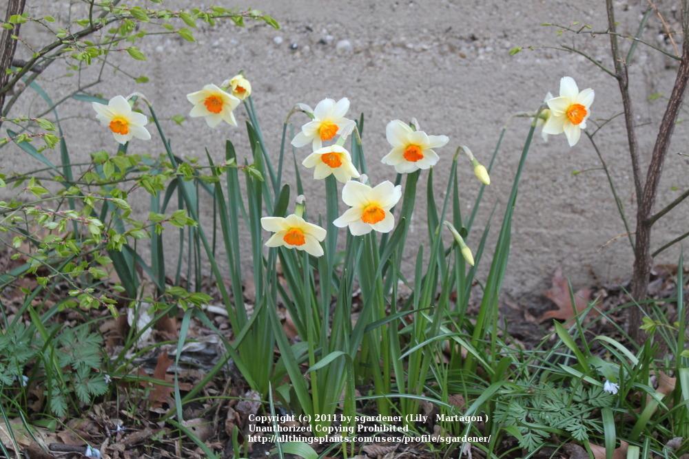 Photo of Small-Cupped Daffodil (Narcissus 'Barrett Browning') uploaded by sgardener