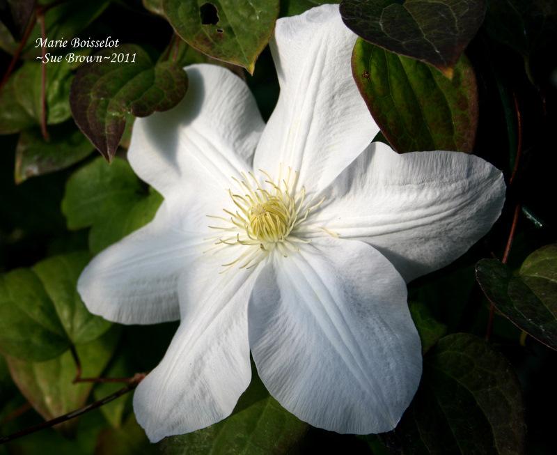 Photo of Clematis 'Marie Boisselot' uploaded by Calif_Sue