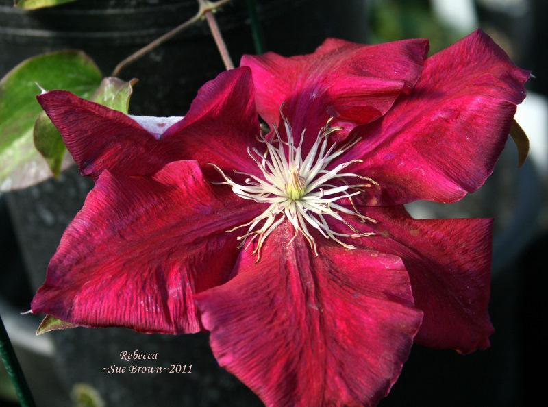 Photo of Clematis Rebecca™ uploaded by Calif_Sue