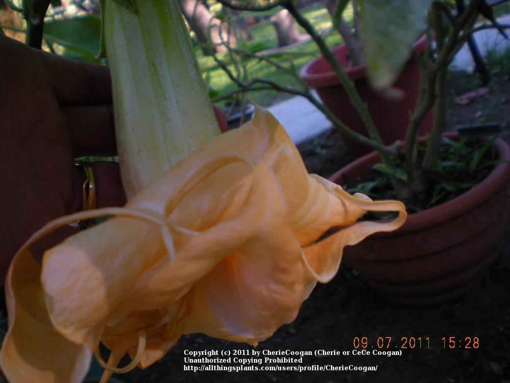 Photo of Angel's Trumpet (Brugmansia 'New Orleans Lady') uploaded by CherieCoogan