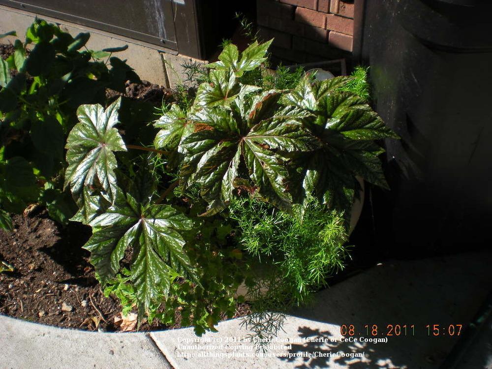 Photo of Begonias (Begonia) uploaded by CherieCoogan
