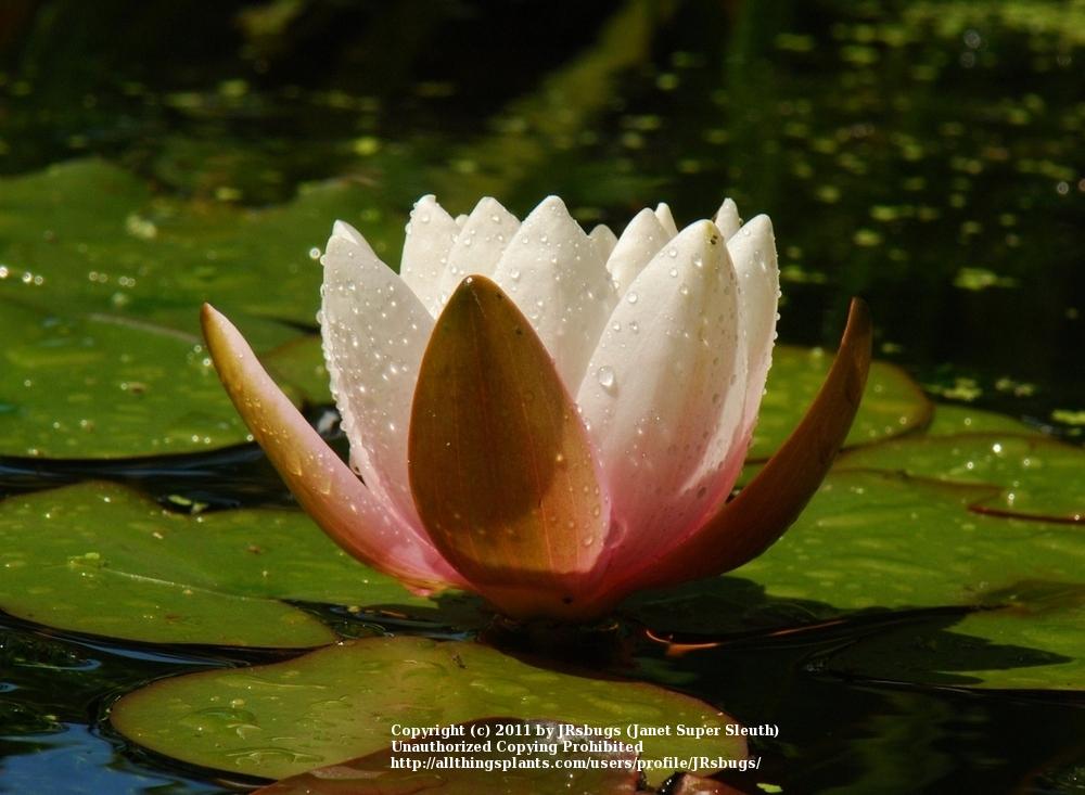 Photo of Hardy Water Lily (Nymphaea 'Marliacea Carnea') uploaded by JRsbugs