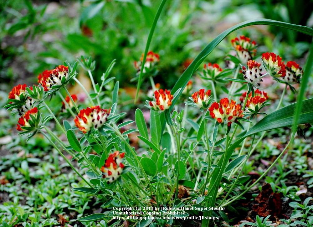 Photo of Lady's Fingers (Anthyllis coccinea) uploaded by JRsbugs
