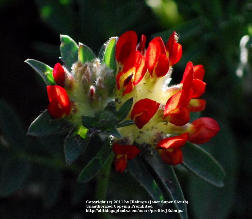 Photo of Lady's Fingers (Anthyllis coccinea) uploaded by JRsbugs
