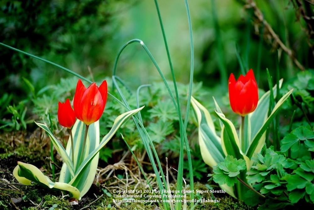 Photo of Species Tulip (Tulipa praestans 'Unicum') uploaded by JRsbugs