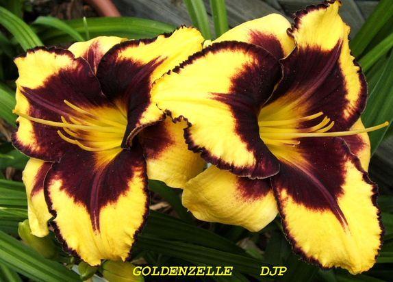Photo of Daylily (Hemerocallis 'Goldenzelle') uploaded by Ladylovingdove