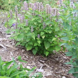 Location: My garden in Kentucky
Date: 2007-07-23 at 6:11 pm
Growing next to Agastache 'Blue Fortune'.  The spot I had it in d