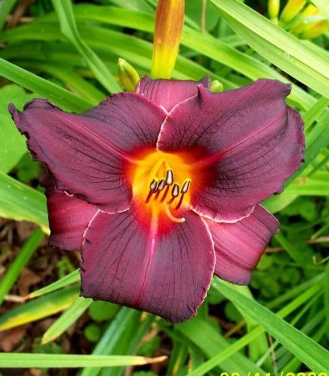 Photo of Daylilies (Hemerocallis) uploaded by Sharon