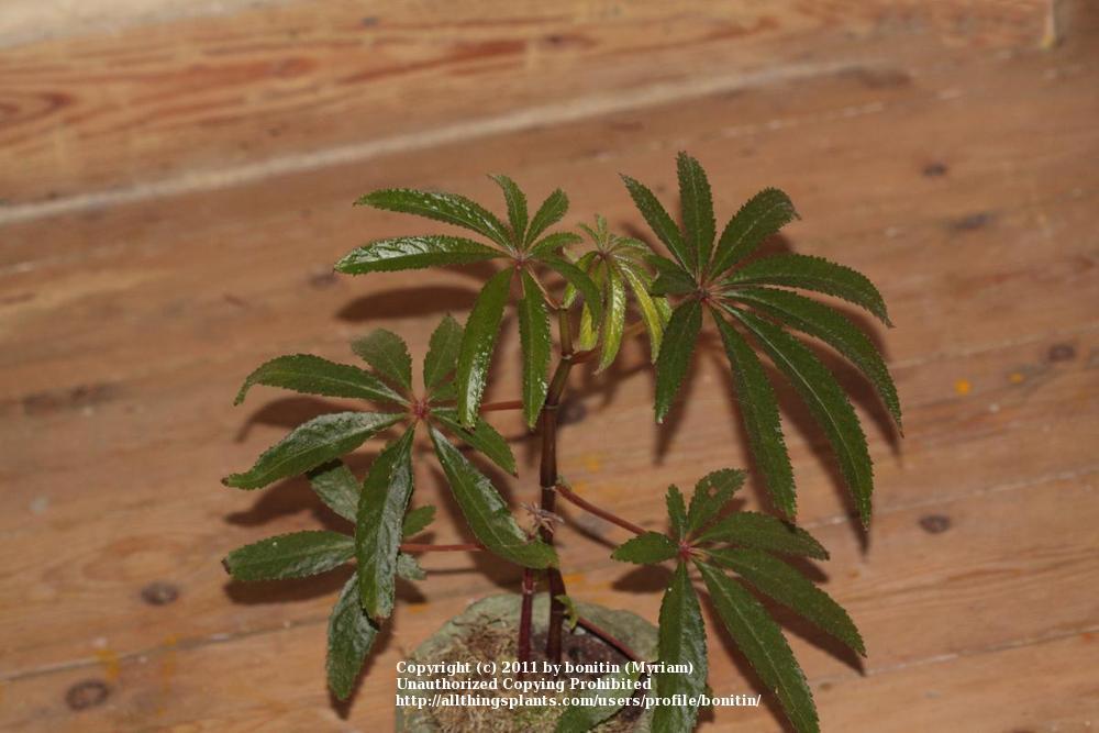Photo of Palm-leaf Begonia (Begonia luxurians) uploaded by bonitin