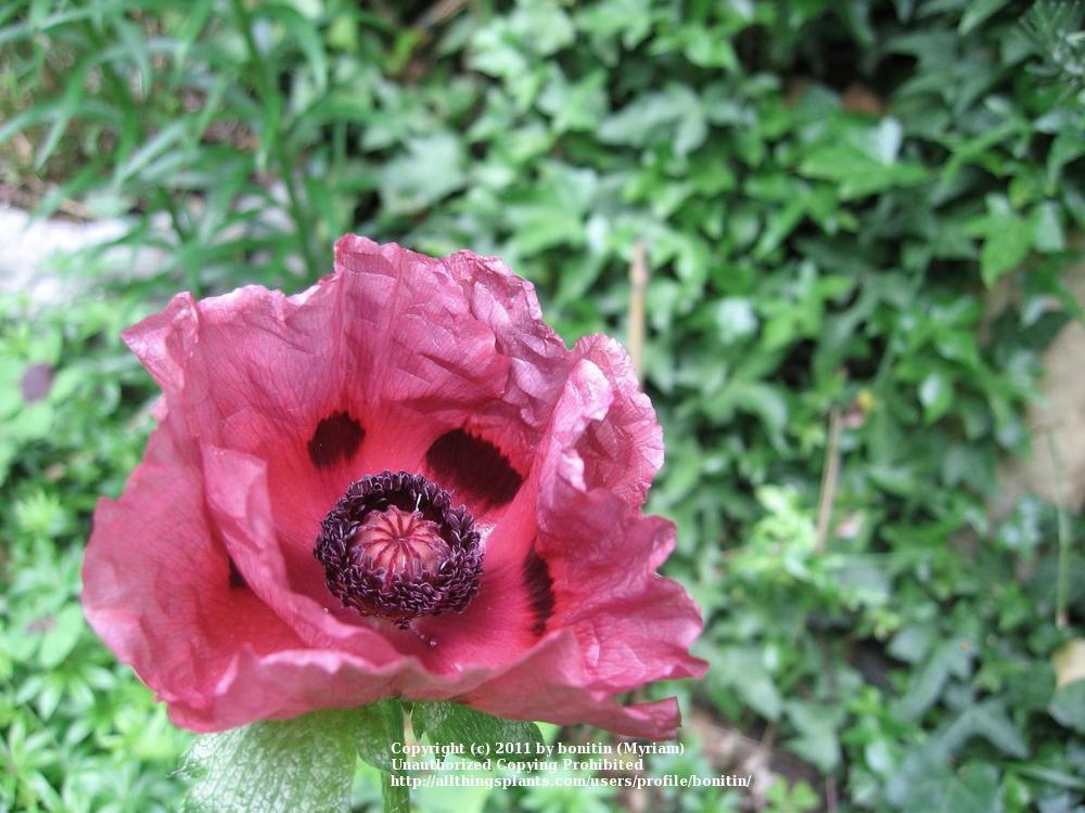 Photo of Oriental Poppy (Papaver orientale 'Patty's Plum') uploaded by bonitin