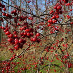 Location: central Ohio
Date: 2003-11-08 
crabapples on a fall day