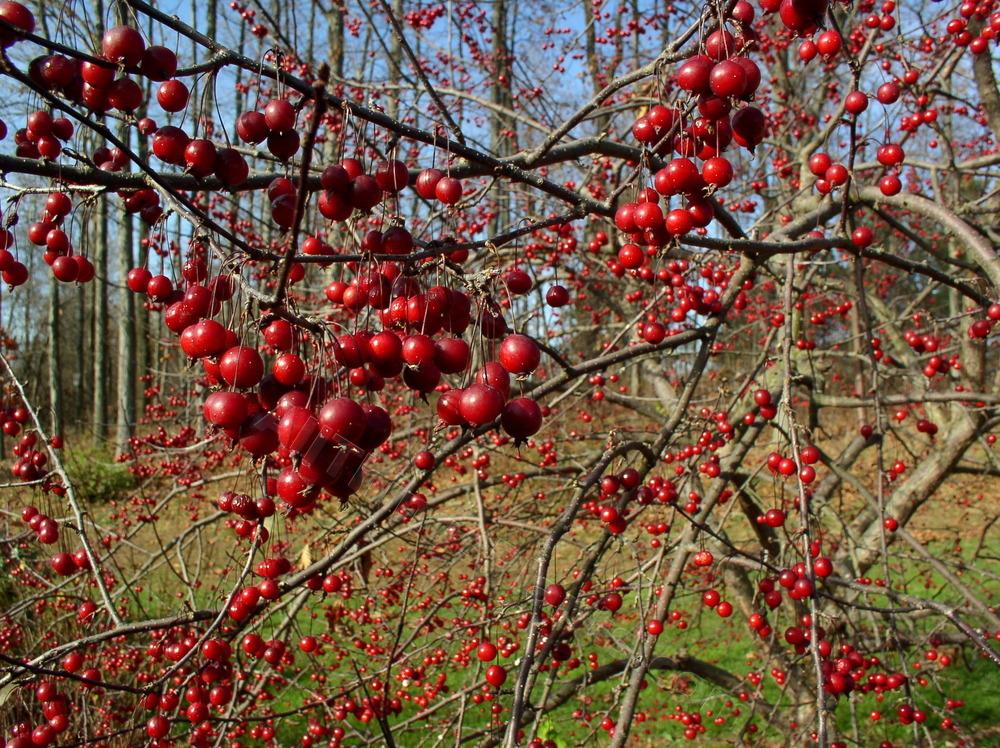 Photo of Crabapple (Malus 'Prairie Fire') uploaded by daylily