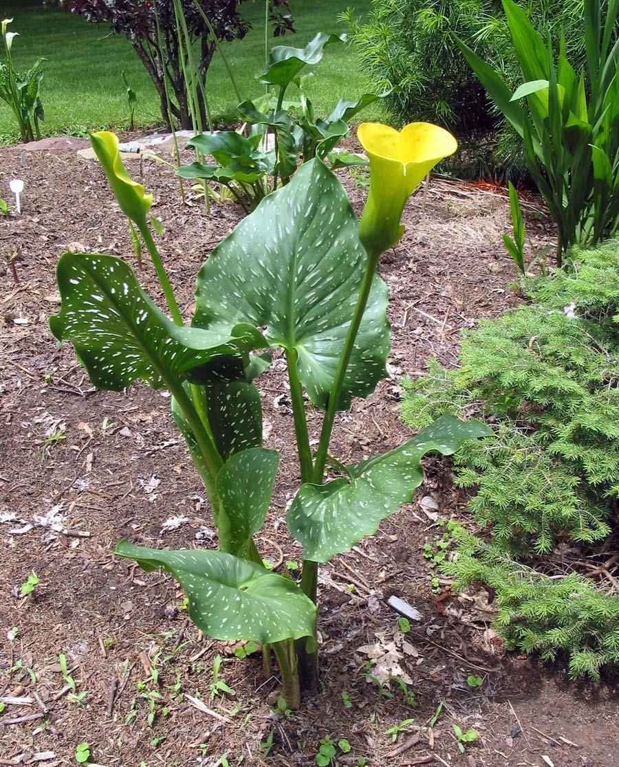 Photo of Yellow Calla Lily (Zantedeschia elliottiana) uploaded by eclayne