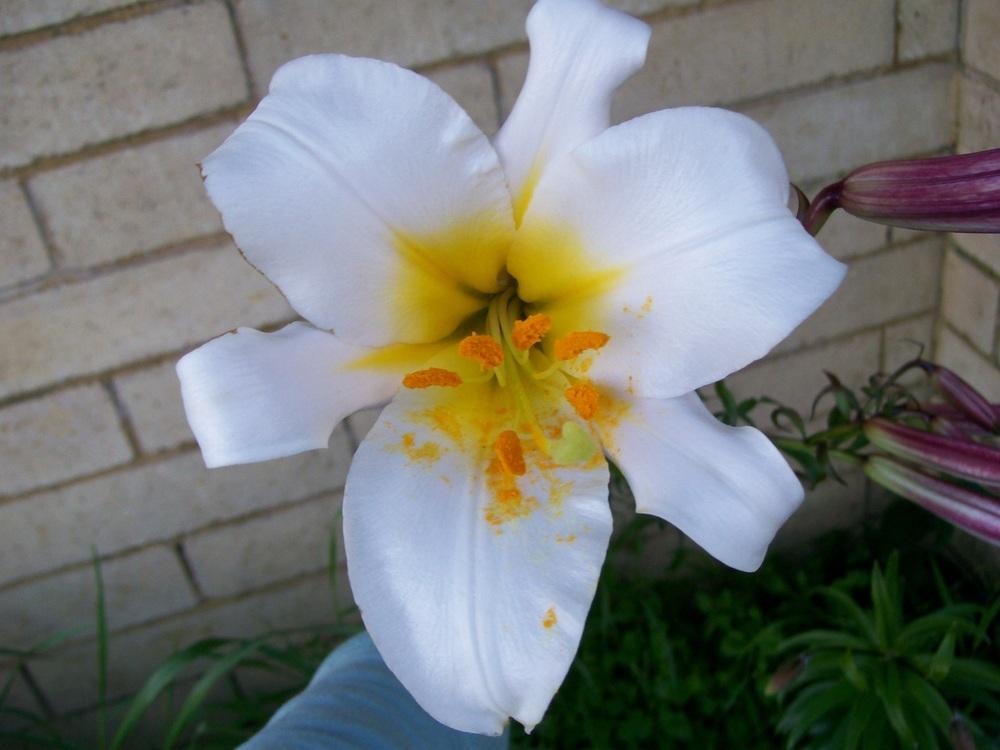 Photo of Regal Lily (Lilium regale) uploaded by gwhizz
