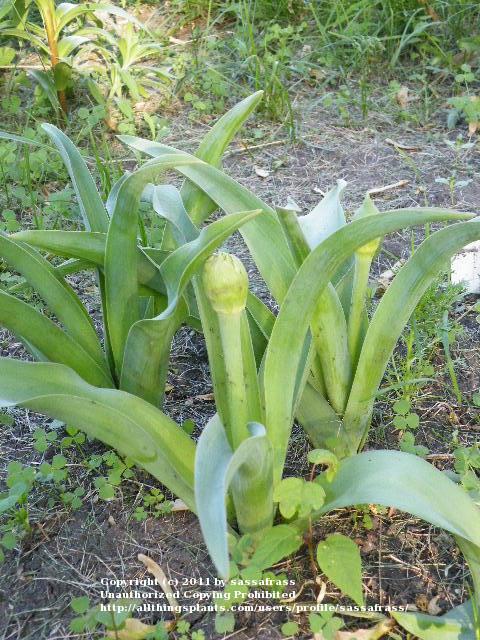 Photo of Ornamental Onion (Allium schubertii) uploaded by sassafrass