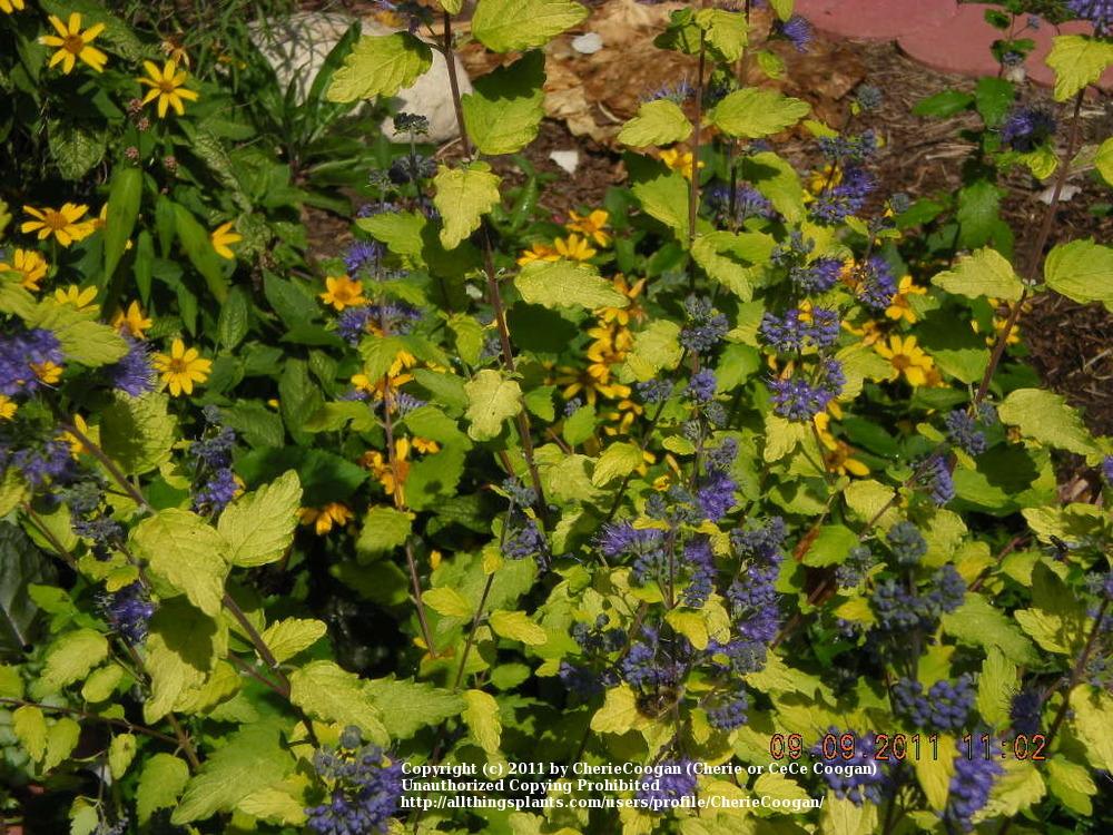 Photo of Bluebeard (Caryopteris incana Sunshine Blue®) uploaded by CherieCoogan