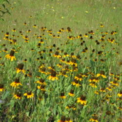 Location: North Texas - Blackland Prairie
Date: 2010-05-30
Mexican Hats - an American prairie wildflower.