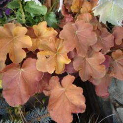 Location: Sunriver Nursery, Orem, Utah
Date: 2011-12-03
Late fall...early December color