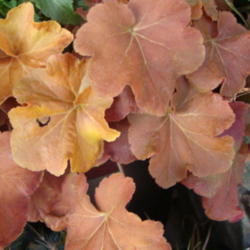 Location: Sunriver Nursery, Orem, Utah
Date: 2011-12-03
Late fall color
