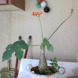 Location: In home
Date: 2011-12-02
Gout plant