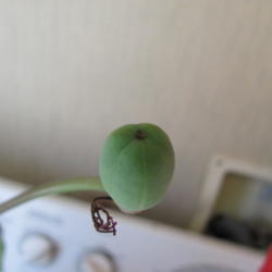 Location: In home
Date: 2011-12-02
Seedpod on my gout plant