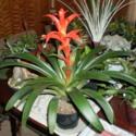 A How-To Guide for Propagating Bromeliads